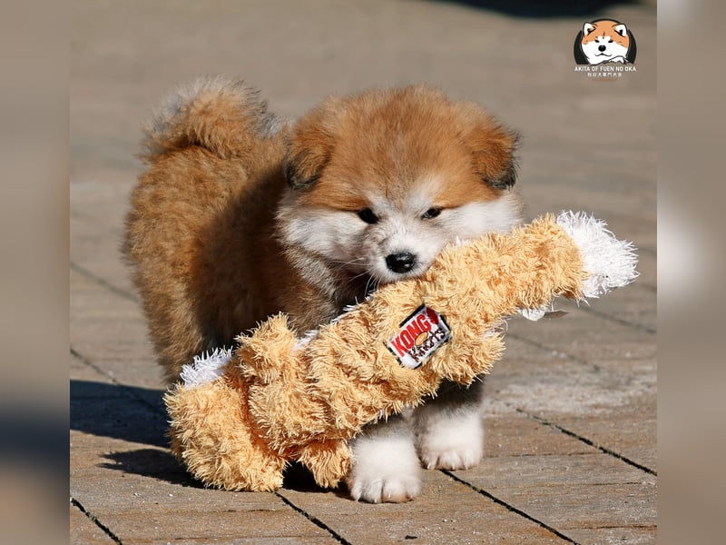 * Akita Inu - Japanische Akita langhaar Welpen, FCI registriert *