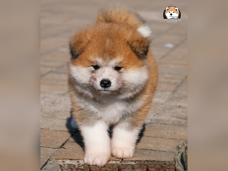 * Akita Inu - Japanische Akita langhaar Welpen, FCI registriert *