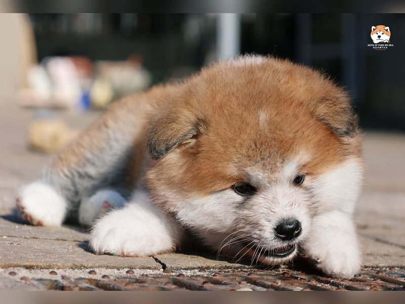 * Akita Inu - Japanische Akita langhaar Welpen, FCI registriert *