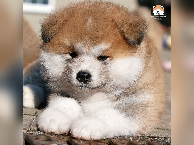 * Akita Inu - Japanische Akita langhaar Welpen, FCI registriert *