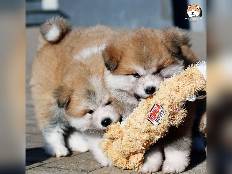 * Akita Inu - Japanische Akita langhaar Welpen, FCI registriert *