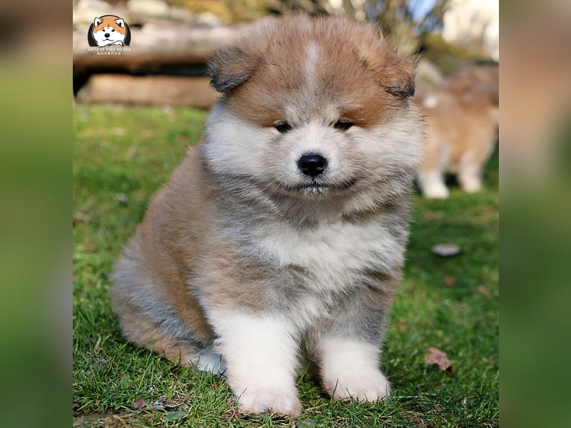 * Akita Inu - Japanische Akita langhaar Welpen, FCI registriert *