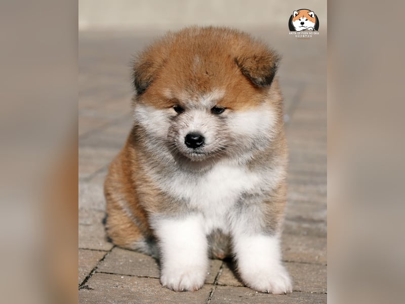 * Akita Inu - Japanische Akita langhaar Welpen, FCI registriert *