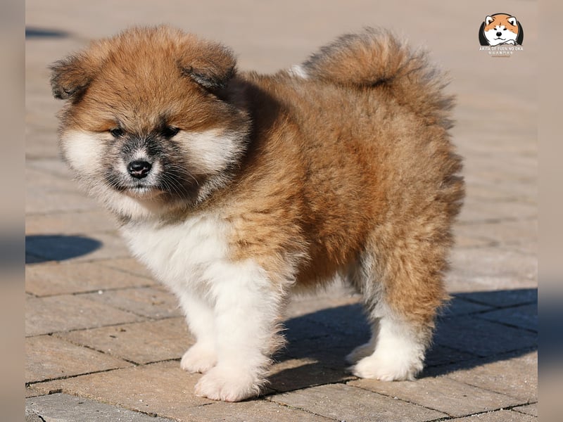 * Akita Inu - Japanische Akita langhaar Welpen, FCI registriert *