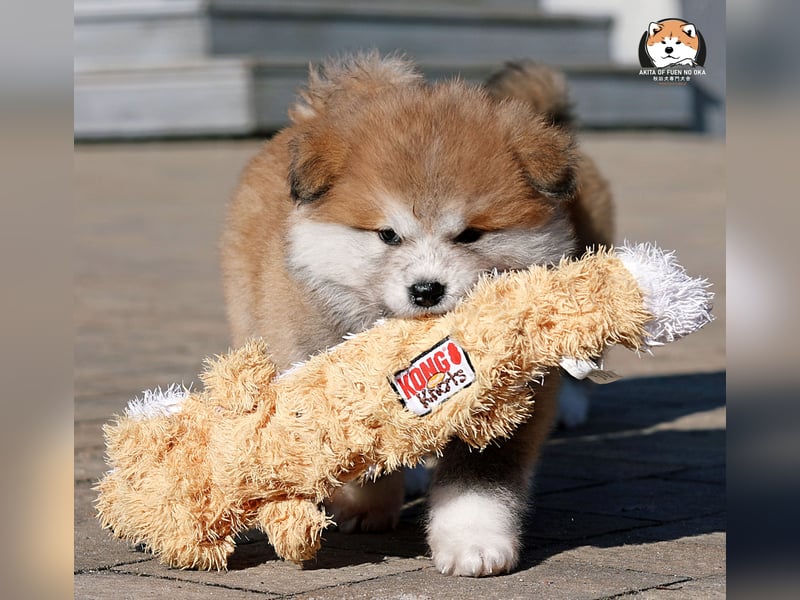 * Akita Inu - Japanische Akita langhaar Welpen, FCI registriert *