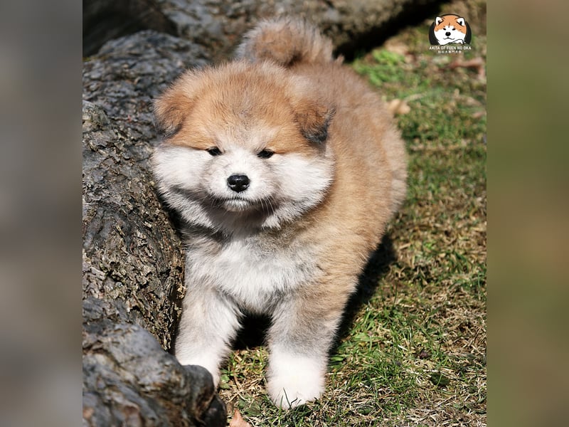 * Akita Inu - Japanische Akita langhaar Welpen, FCI registriert *