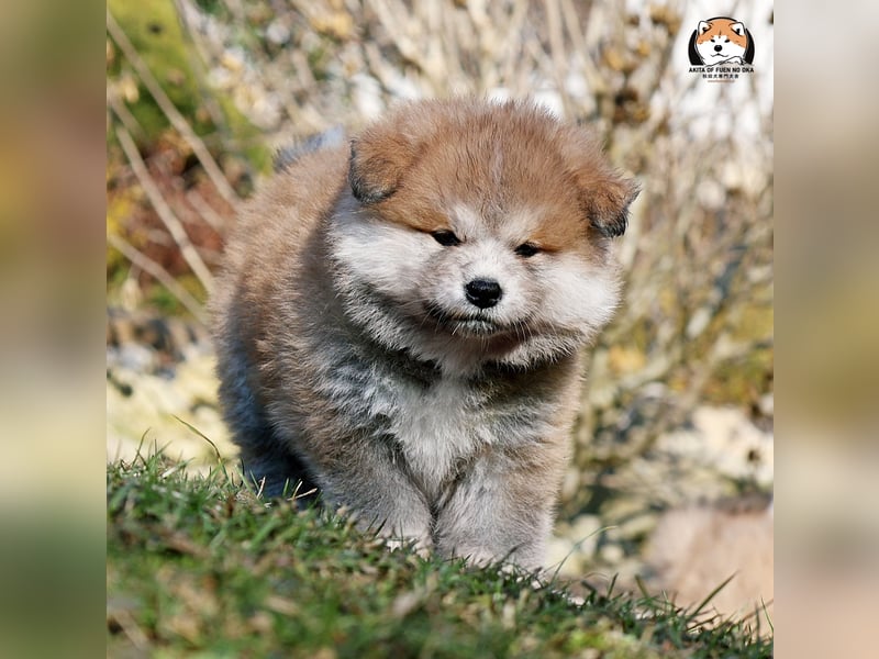 * Akita Inu - Japanische Akita langhaar Welpen, FCI registriert *