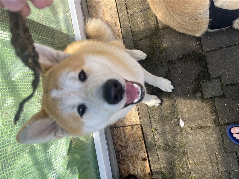 Akita inu Deckhund