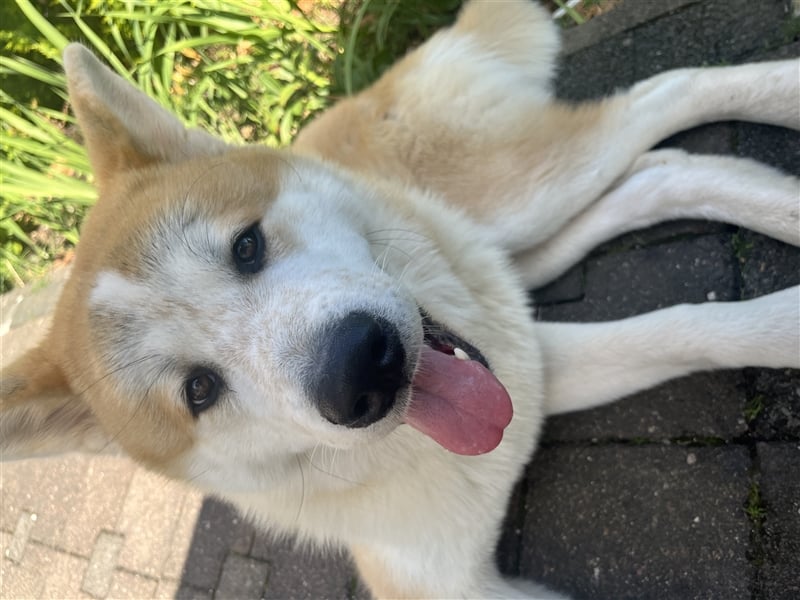 Akita inu Deckhund