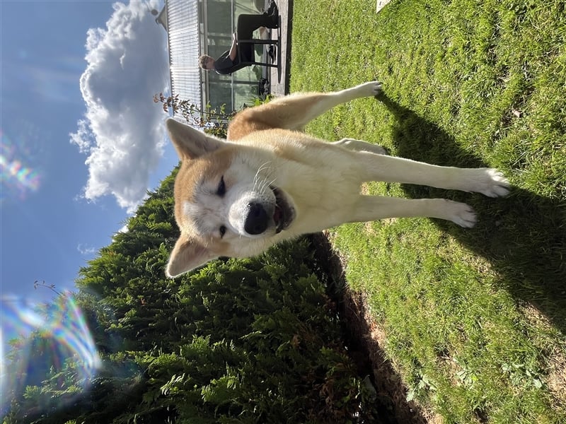 Akita inu Deckhund