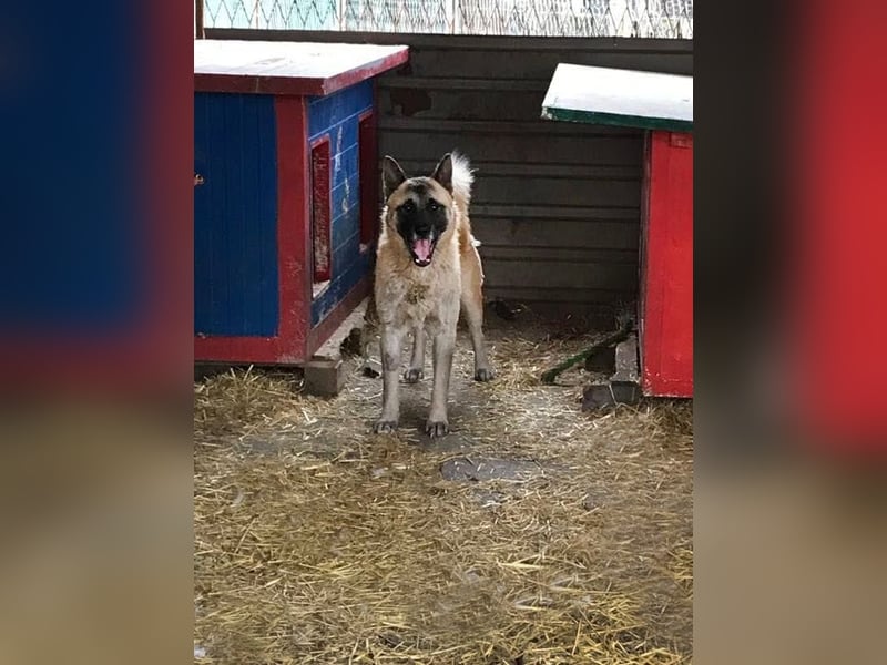 JUAN - der Akita Mix braucht etwas Zeit, bis er den Menschen vertrauen kann