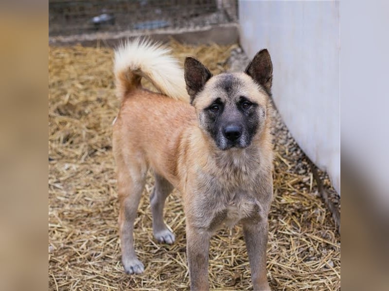 JUAN - der Akita Mix braucht etwas Zeit, bis er den Menschen vertrauen kann