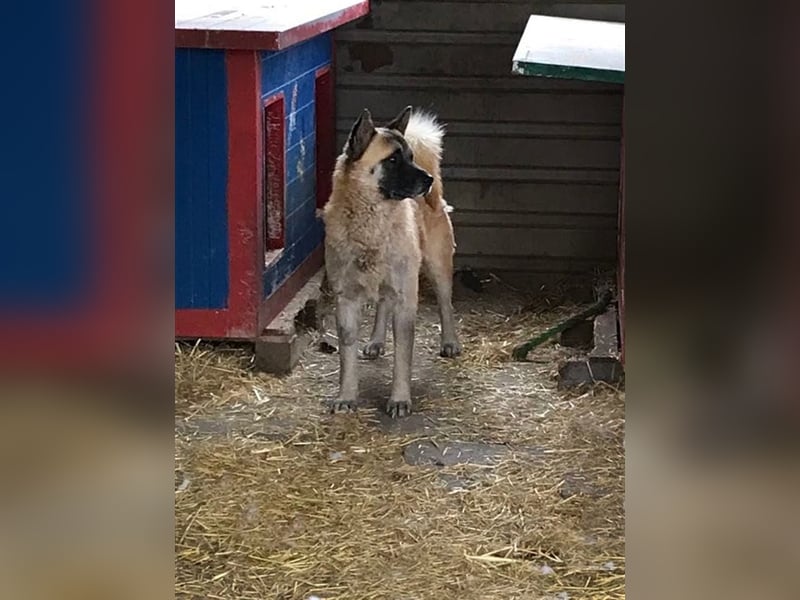 JUAN - der Akita Mix braucht etwas Zeit, bis er den Menschen vertrauen kann