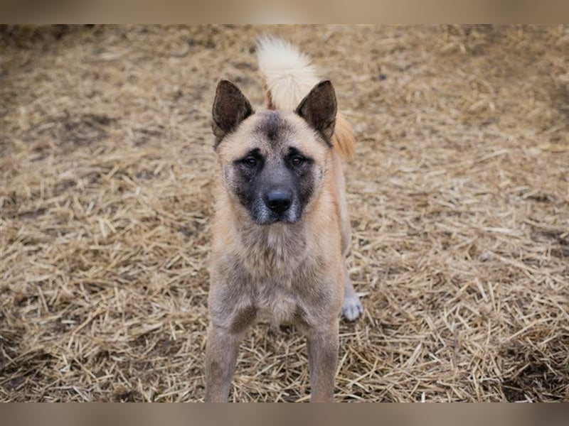 JUAN - der Akita Mix braucht etwas Zeit, bis er den Menschen vertrauen kann