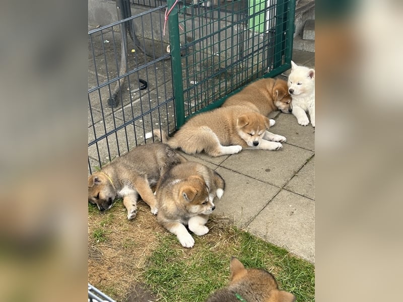 Akita Inu Welpen