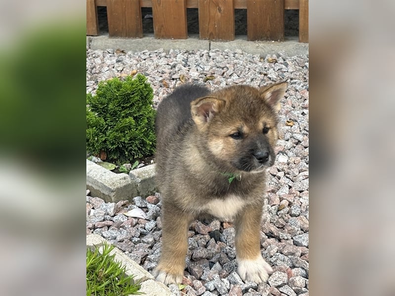 Akita Inu Welpen