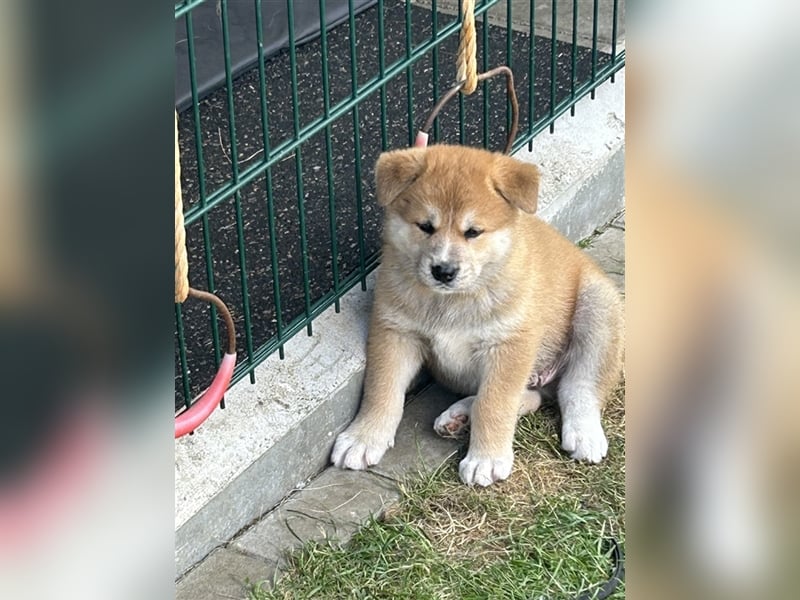 Akita Inu Welpen