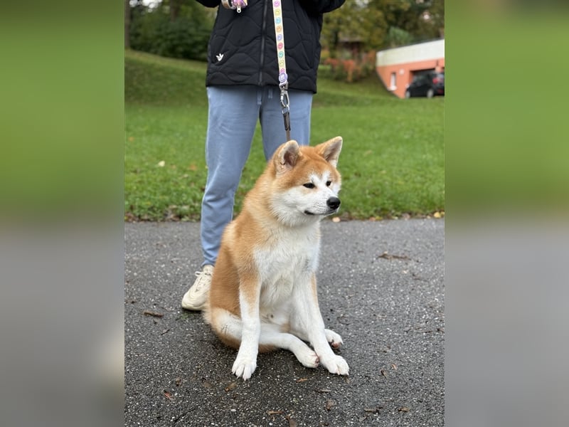 Reinrassiger japanischer Akita Inu. Stammbaum FCI.