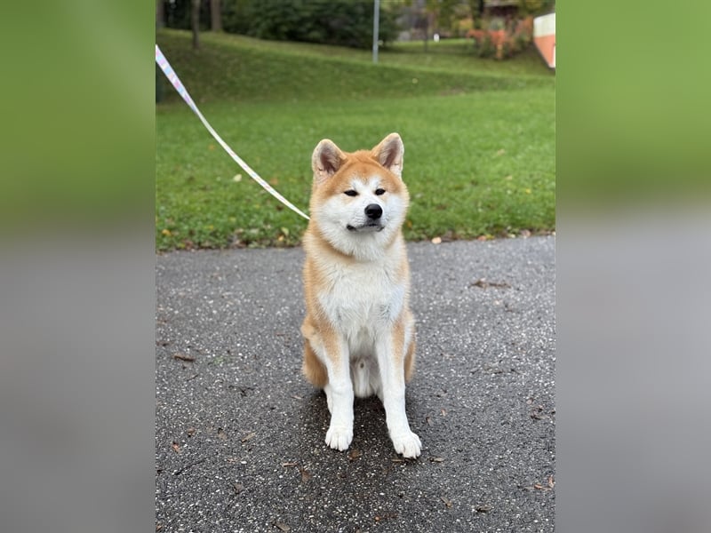 Reinrassiger japanischer Akita Inu. Stammbaum FCI.