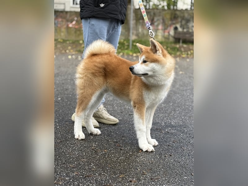 Reinrassiger japanischer Akita Inu. Stammbaum FCI.