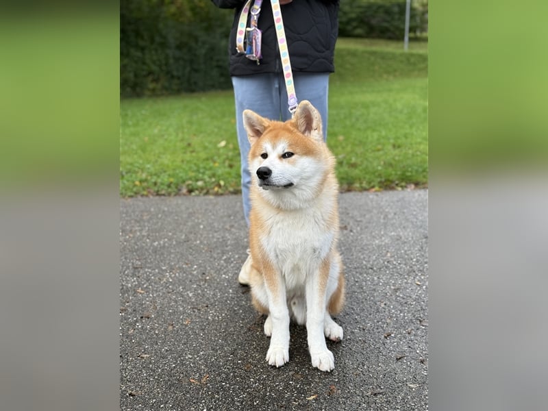 Reinrassiger japanischer Akita Inu. Stammbaum FCI.