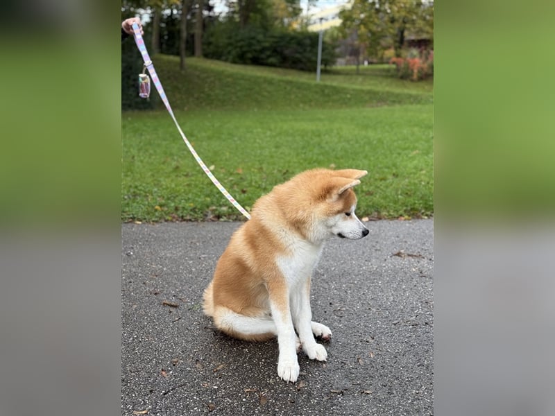 Reinrassiger japanischer Akita Inu. Stammbaum FCI.