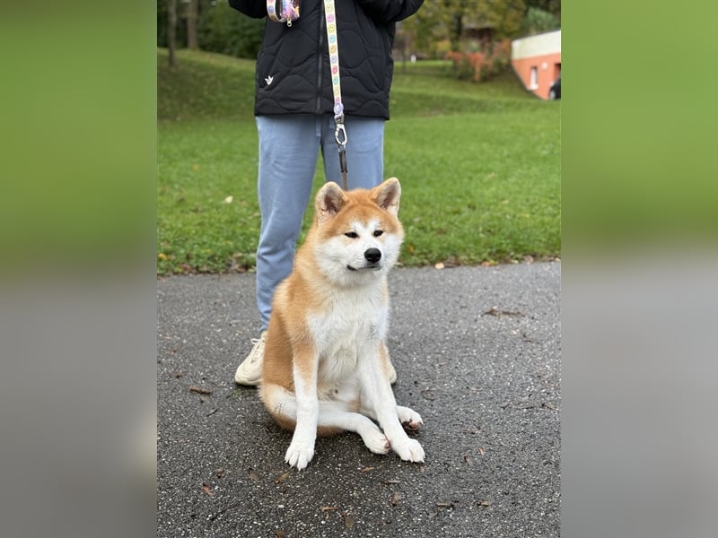 Reinrassiger japanischer Akita Inu. Stammbaum FCI.