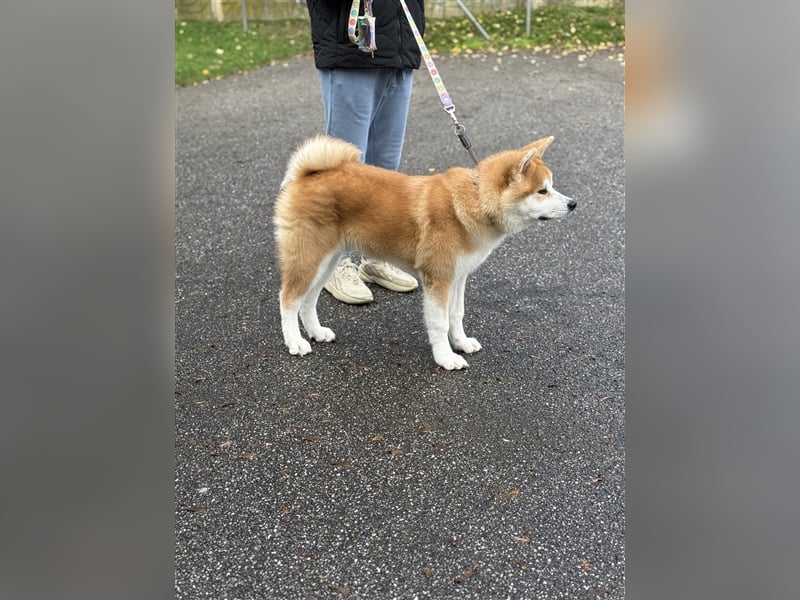 Reinrassiger japanischer Akita Inu. Stammbaum FCI.