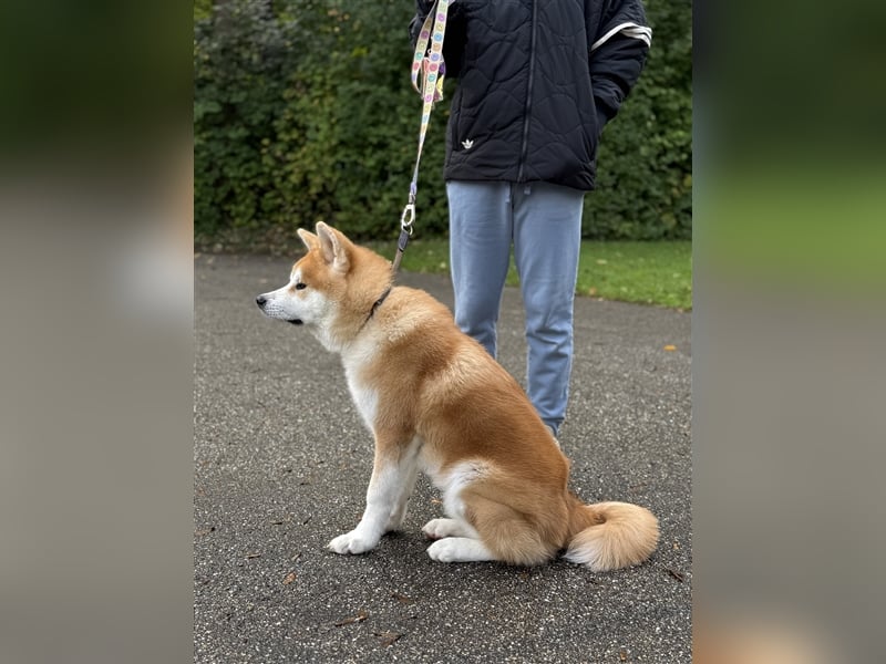 Reinrassiger japanischer Akita Inu. Stammbaum FCI.