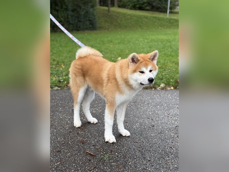 Reinrassiger japanischer Akita Inu. Stammbaum FCI.