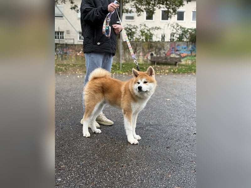 Reinrassiger japanischer Akita Inu. Stammbaum FCI.