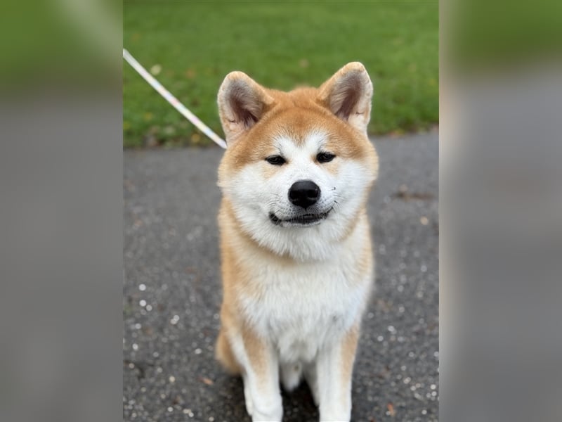 Reinrassiger japanischer Akita Inu. Stammbaum FCI.