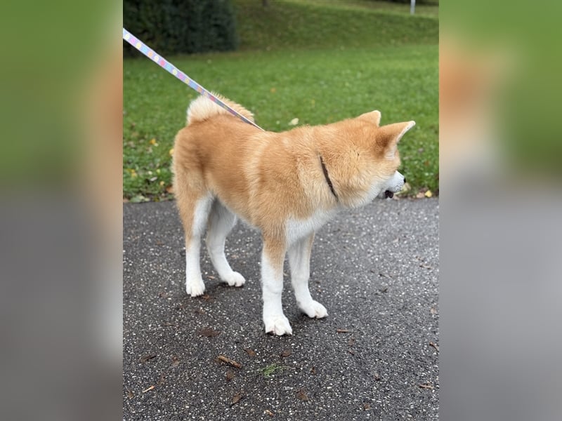 Reinrassiger japanischer Akita Inu. Stammbaum FCI.