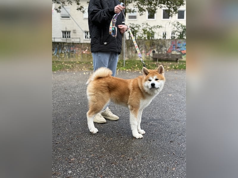 Reinrassiger japanischer Akita Inu. Stammbaum FCI.