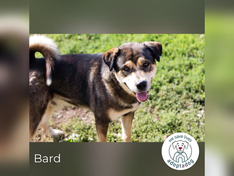 Bard: süßes Kraftpaket