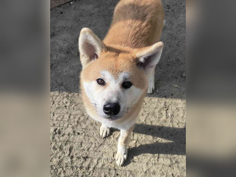 HACHIKO, Rüde, 8 Monate, 55cm, Akita Inu, Tierschutz