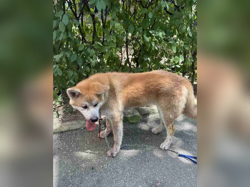 HACHIKO, Rüde, 8 Monate, 55cm, Akita Inu, Tierschutz