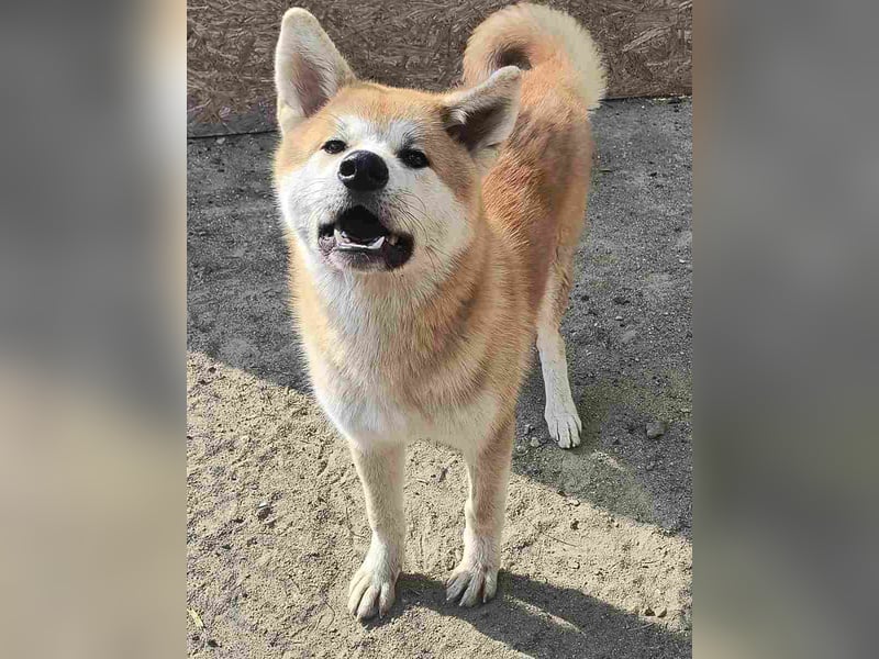 HACHIKO, Rüde, 8 Monate, 55cm, Akita Inu, Tierschutz
