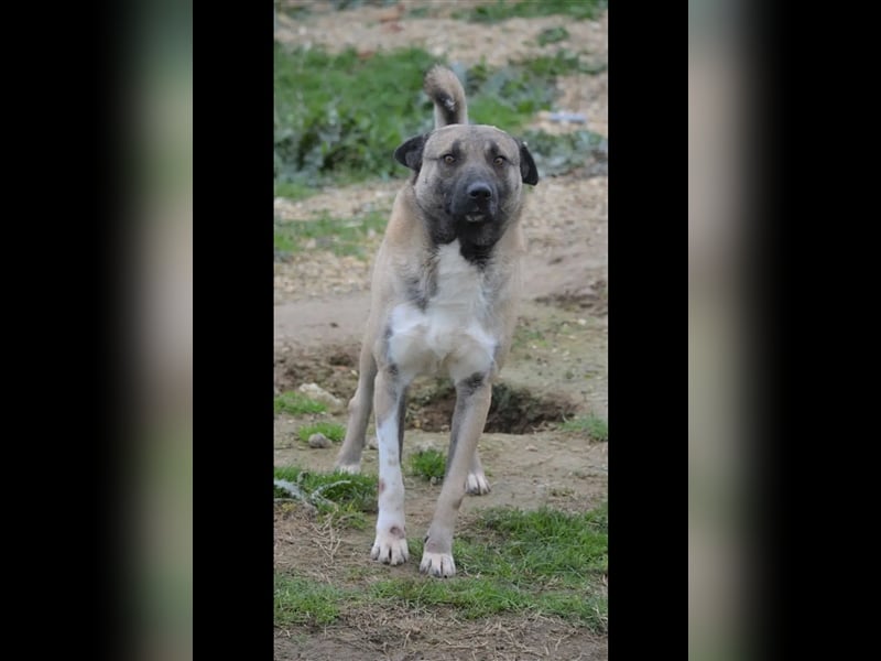 Akita Inu „Aki“, ca. 1,5 Jahre alt, sucht Rasse erfahrenes Zuhause
