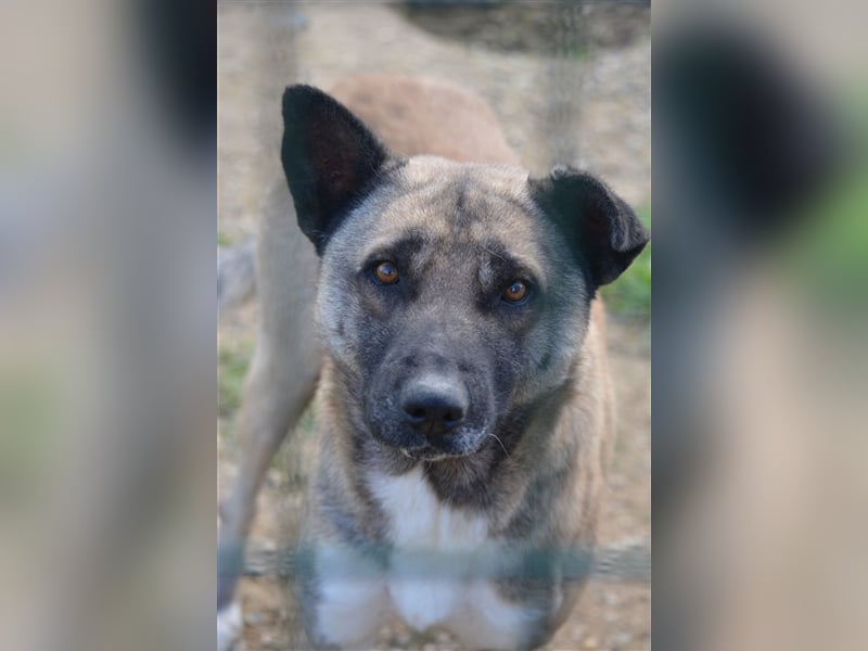 Akita Inu „Aki“, ca. 1,5 Jahre alt, sucht Rasse erfahrenes Zuhause