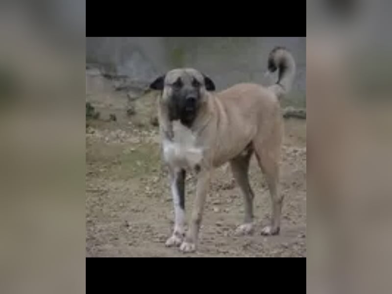 Akita Inu „Aki“, ca. 1,5 Jahre alt, sucht Rasse erfahrenes Zuhause