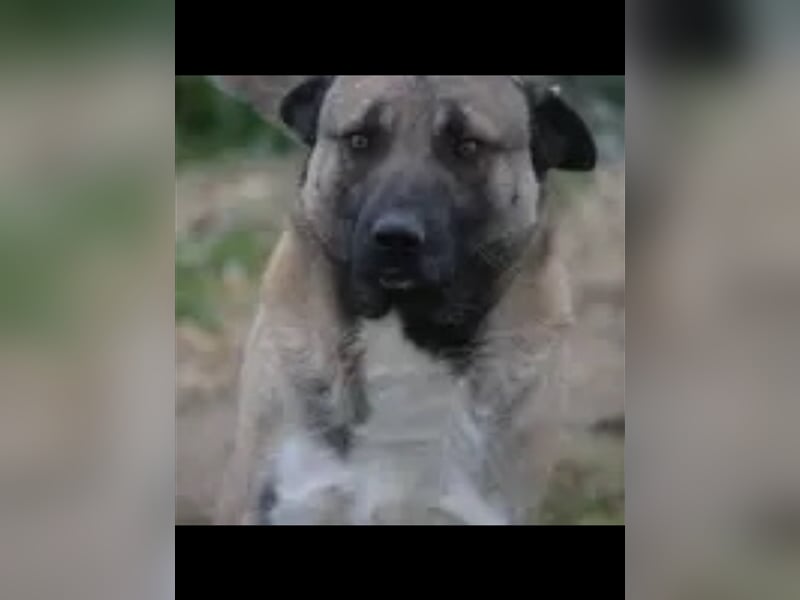 Akita Inu „Aki“, ca. 1,5 Jahre alt, sucht Rasse erfahrenes Zuhause
