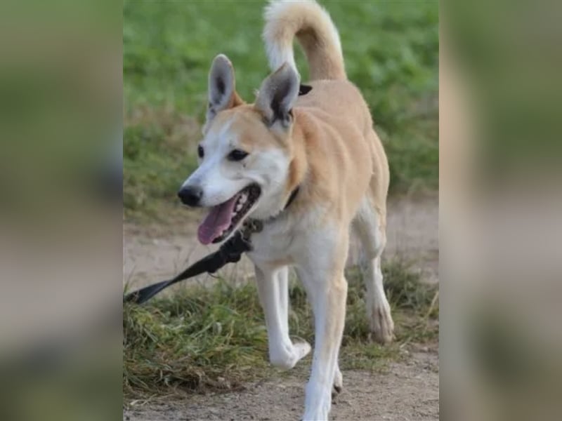 LIEBER UND AKTIVER AKITA-MISCHLING “BOBIK”