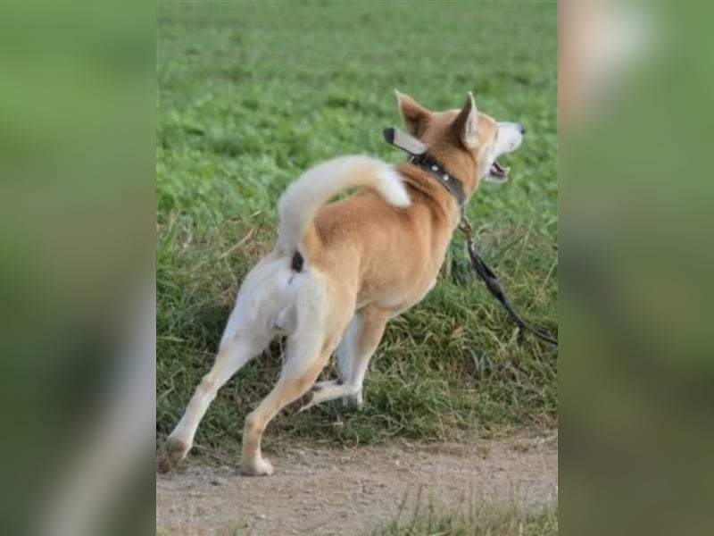 LIEBER UND AKTIVER AKITA-MISCHLING “BOBIK”