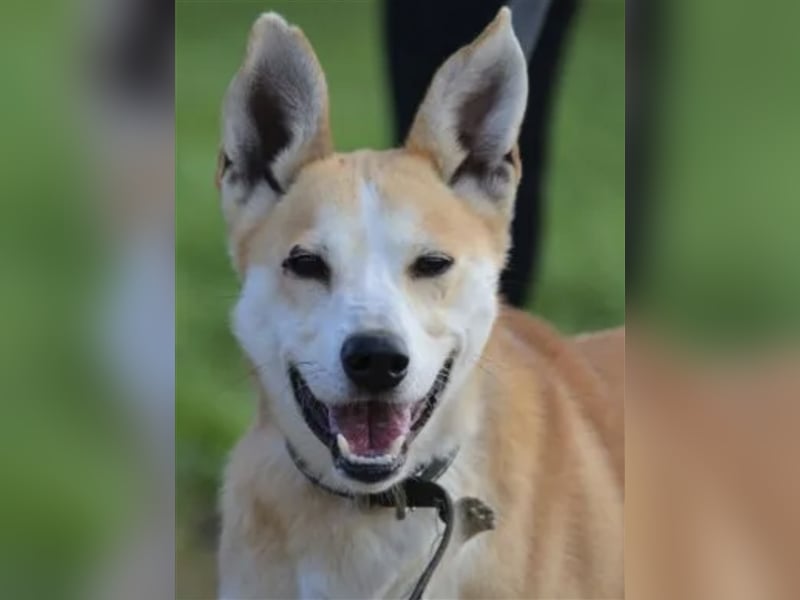 LIEBER UND AKTIVER AKITA-MISCHLING “BOBIK”