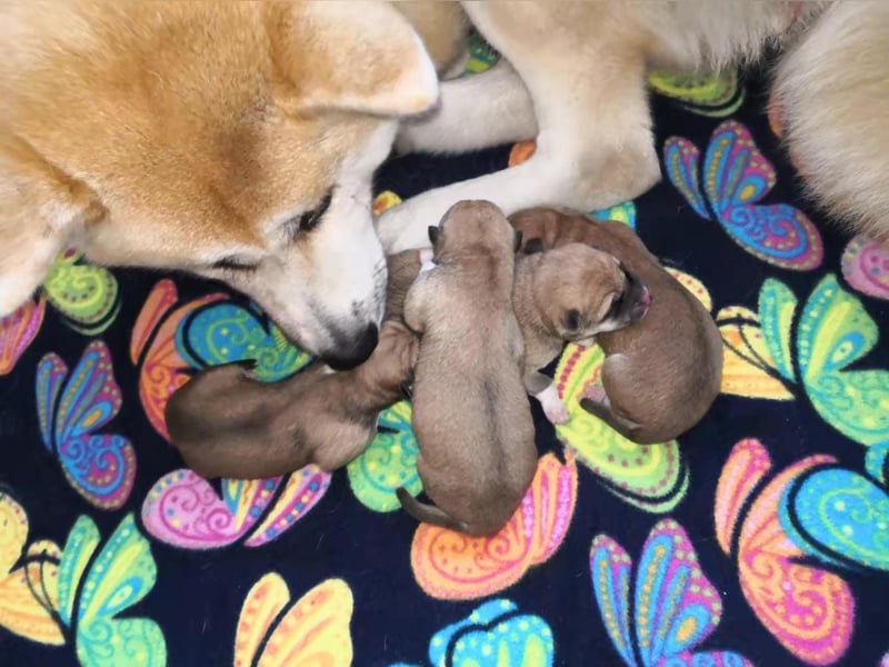 Deckrüde Hachiko Akita Inu (Kein Verkauf)