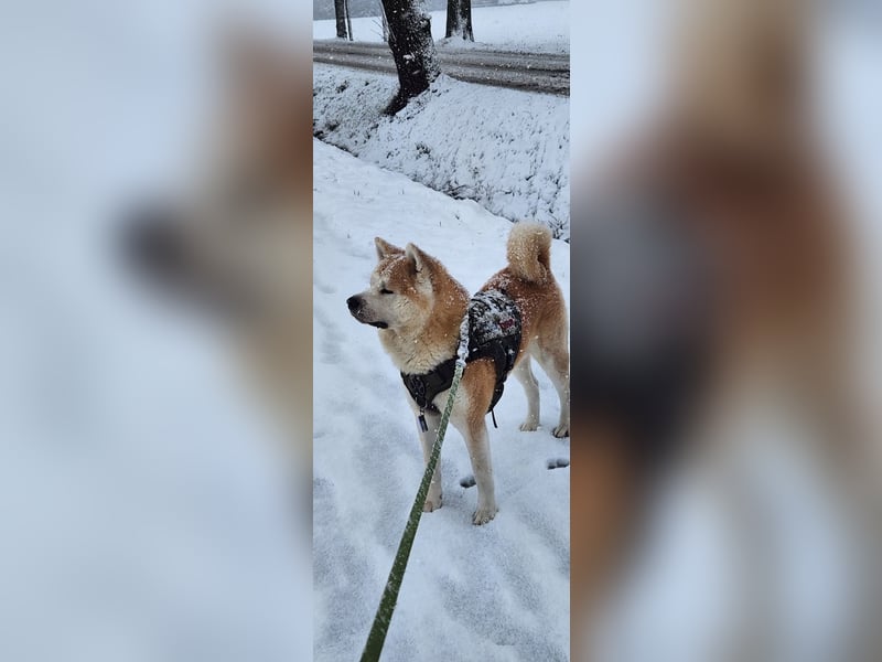 Deckrüde Hachiko Akita Inu (Kein Verkauf)