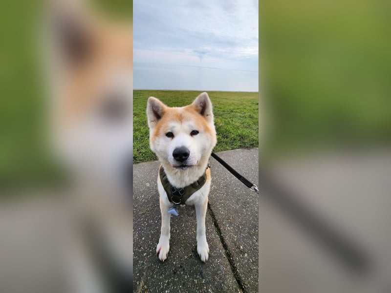 Deckrüde Hachiko Akita Inu (Kein Verkauf)