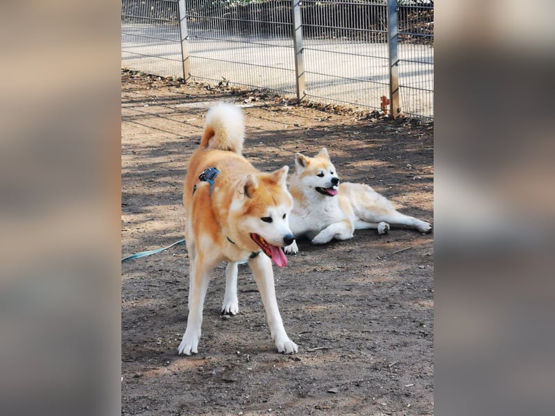 Deckrüde Hachiko Akita Inu (Kein Verkauf)