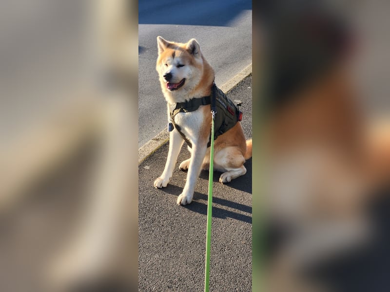 Deckrüde Hachiko Akita Inu (Kein Verkauf)